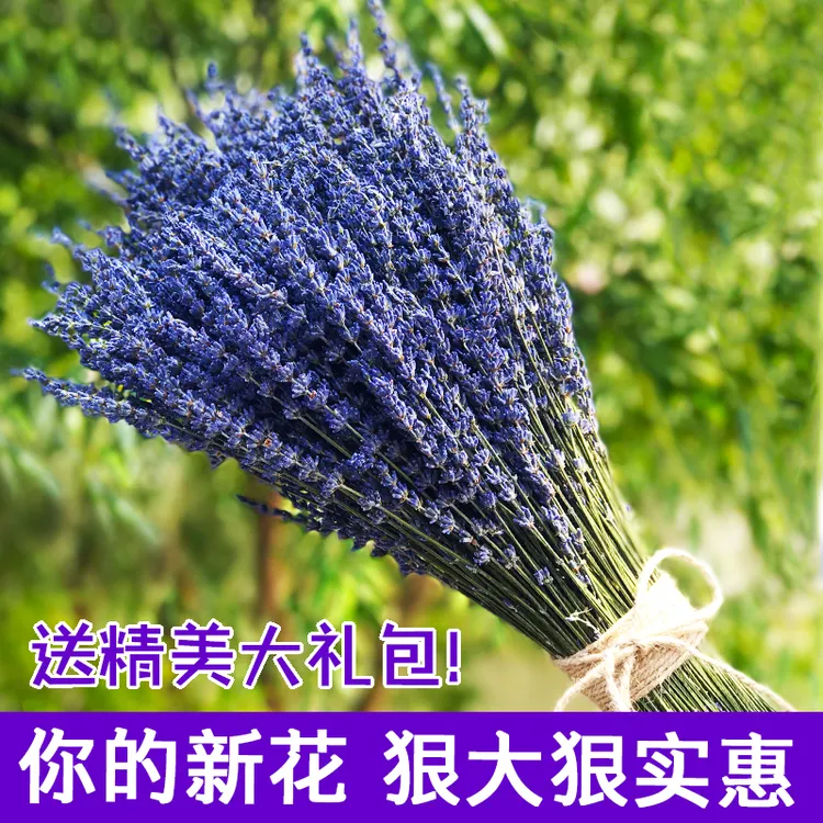 薰衣草干花束 天然真花客厅卧室装饰 拍摄摆件插花 女友礼物