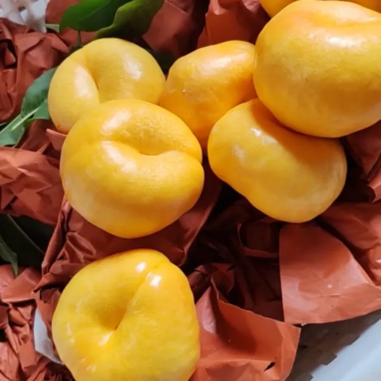 美玉油蟠树苗 六月十号成熟 浓甜丰产今日下单送肥料 下月发树苗