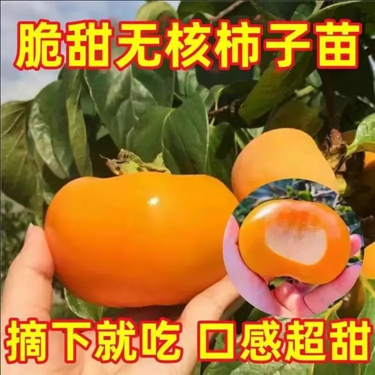 柿子苗 正宗无核巧克力脆甜柿子树苗 柿子树南北方庭院种植柿子苗
