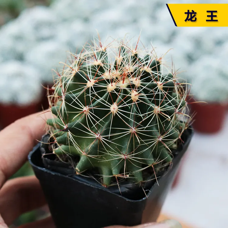 实生龙王仙人球多肉植物左旋右旋仙人掌开花室内阳台小盆栽组合