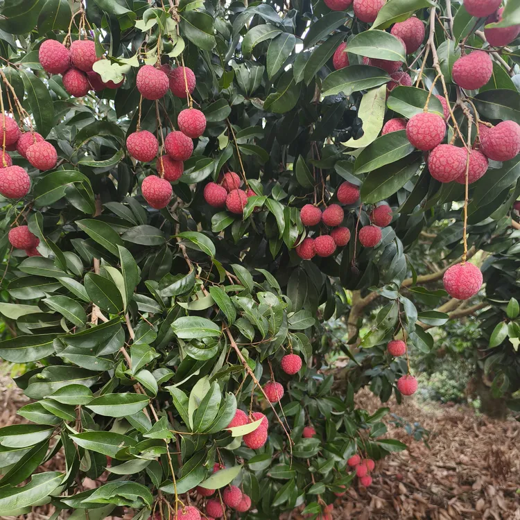 正品荔枝果树苗一物一拍：改价链接888