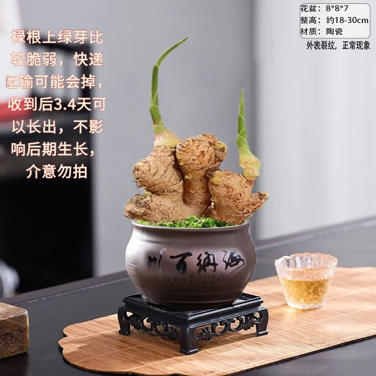 阿婆同款生姜禄根盆栽植带芽室内创意摆放生姜盆栽