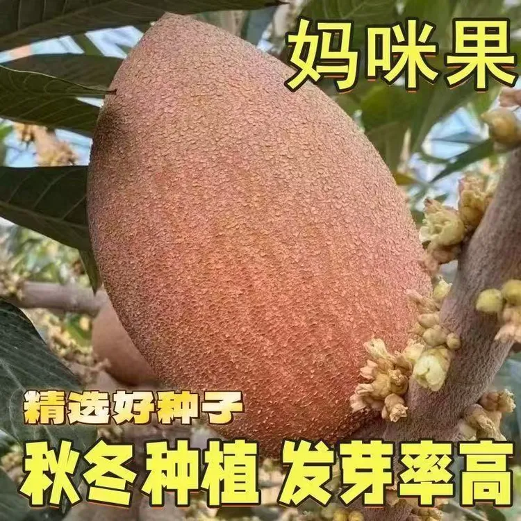 耐寒可越冬【妈咪果种子】阳台盆栽水果种播种小院种植四季籽
