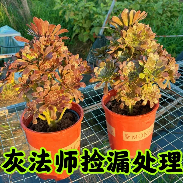 灰法师法师高款树型多肉植物组合高档花卉盆栽适合室内阳台种植