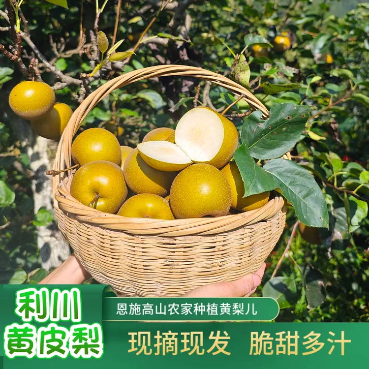 梨子恩施高山农家自种黄皮梨儿脆甜多汁产地现摘现发五斤包邮当季