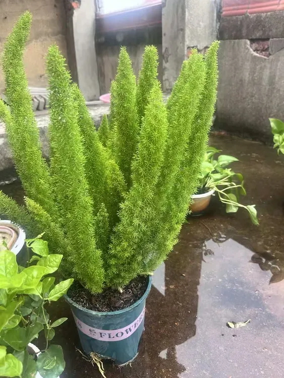 狐尾天门冬盆栽好养耐寒四季常青适合室内外种植