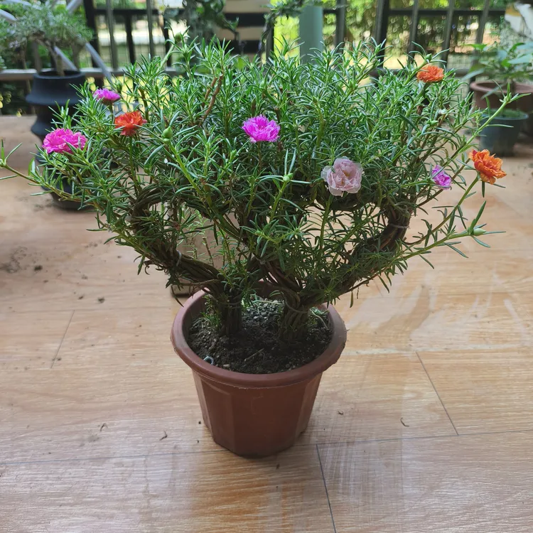 太阳爱心造型心连心形盆栽成品原土发货网红植物花卉绿植