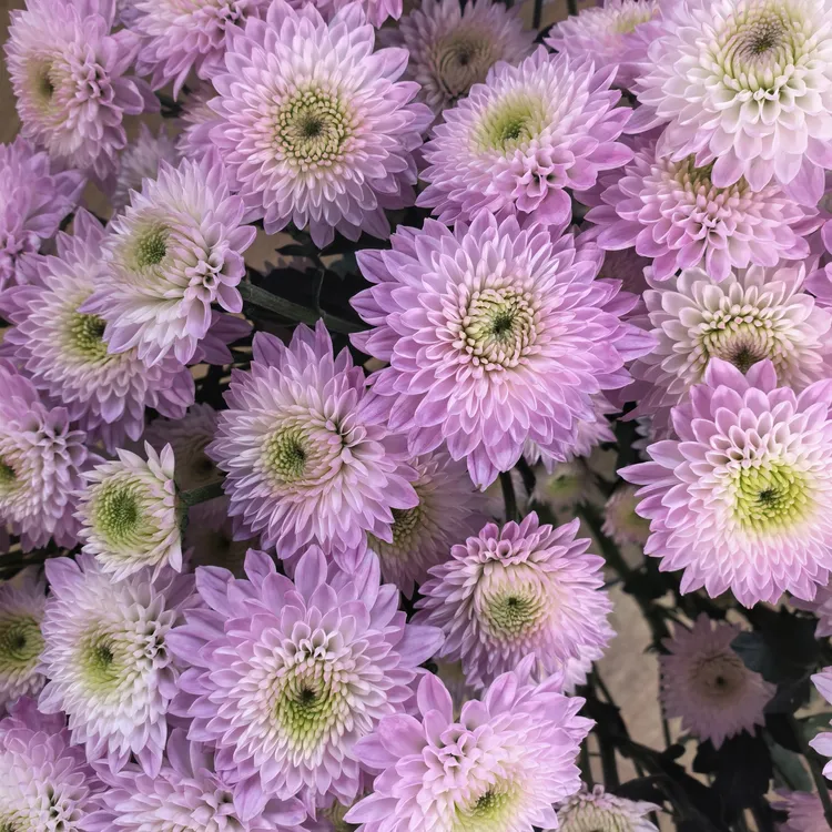 【草莓甜心】小雏菊全店两单顺丰冷链或德邦空运