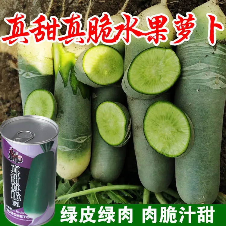 真甜真脆水果萝卜种子大青萝卜种籽沙窝萝卜生吃脆甜汁多