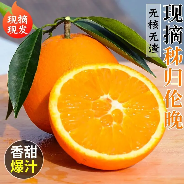 【现摘现发】正宗湖北秭归伦晚脐橙新鲜采摘皮薄多汁香甜柑橘水果