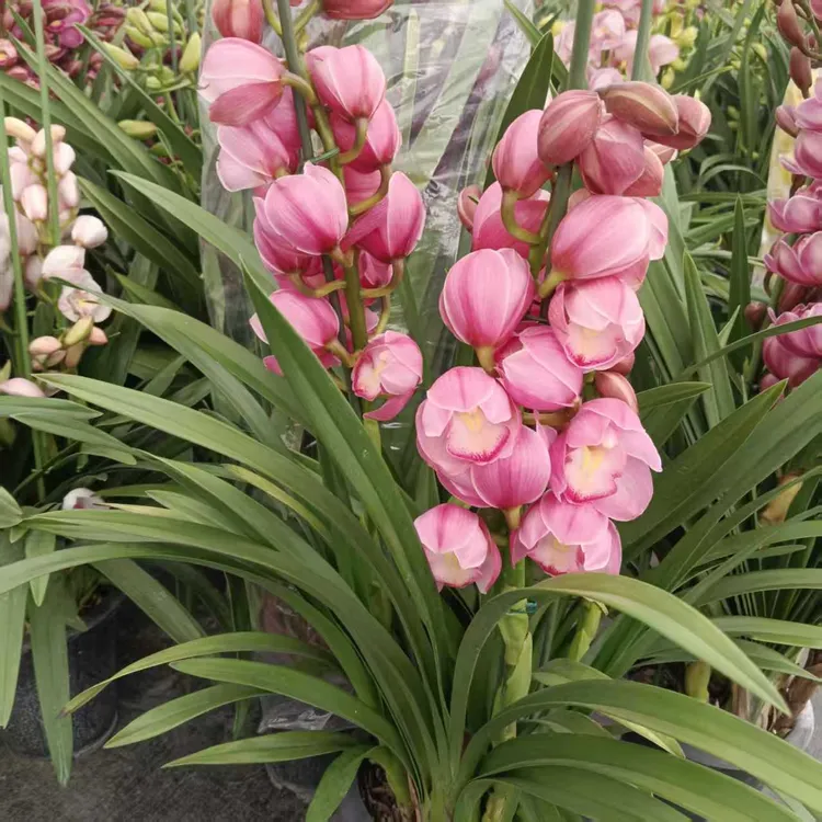 易活浓香型大花蕙兰樱花客厅绿植花卉盆栽