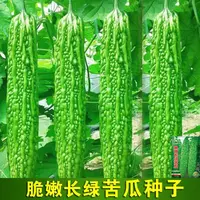 青苦瓜种子脆嫩长绿皮苦瓜特长庭院爬藤翠绿肉厚春蔬菜种子盆栽架