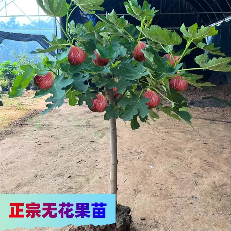 带土无花果树苗波姬红新品种耐寒耐旱盆栽地栽南北方种植当年结果