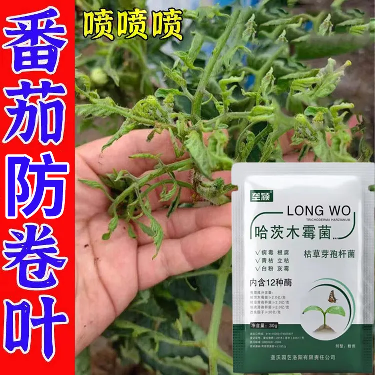 番茄卷叶病专用肥小叶病叶子卷曲皱缩叶边焦干病毒病抑菌剂叶面肥