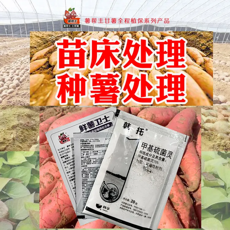 薯帮主鲜薯卫士红薯育苗苗床种薯处理杀菌消毒专用方案