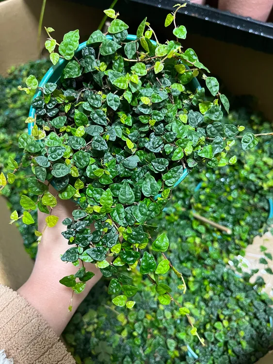 小叶霹雳迷你水陆雨林缸爬藤耐阴微景观造景室内观叶植物