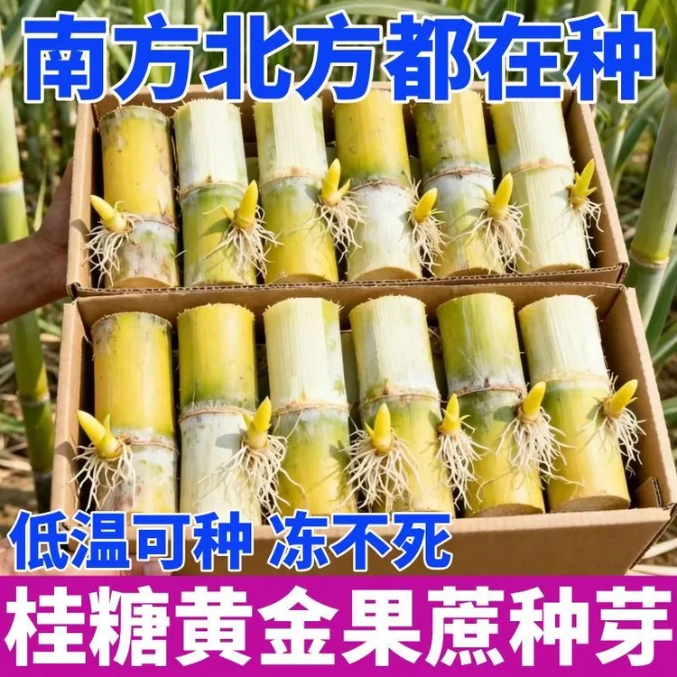 黄金甘蔗种苗黄皮水果甘蔗尾巴正宗青皮南北可种抗寒耐旱薄皮种苗商品图
