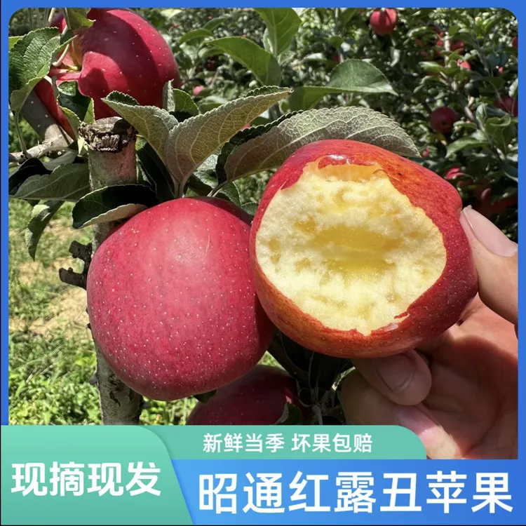 云南昭通红露糖心丑苹果 新鲜现摘脆甜多汁