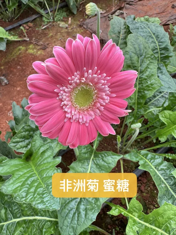 【阿文家】非洲菊20支（弗朗花） 顺丰冷链 售后看详情