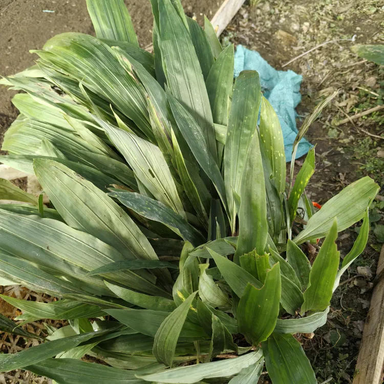 贵州下山货杜鹃一号毛慈菇绿植毛慈姑苗子批发零售