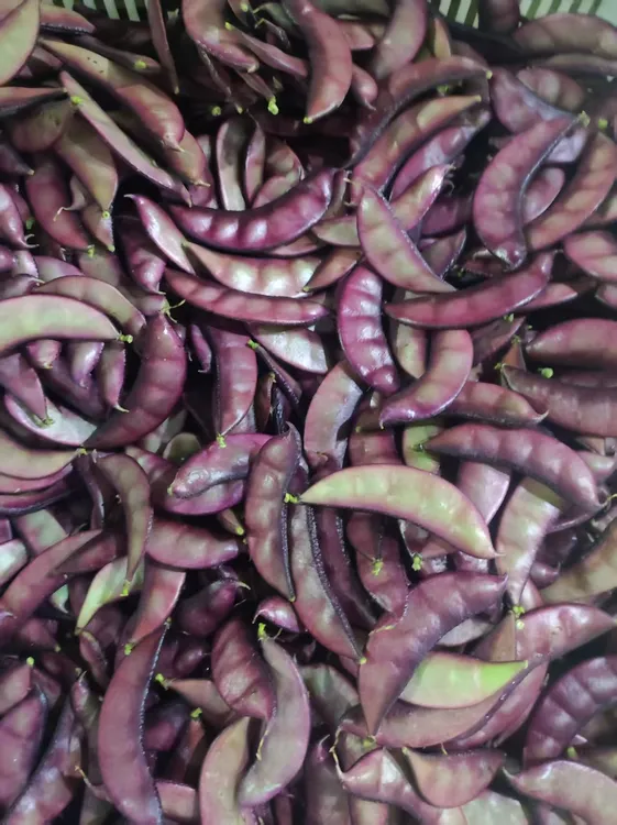 （顺丰包邮）贵州露天农家自种架豆泥巴豆扁豆刀豆紫边老品种