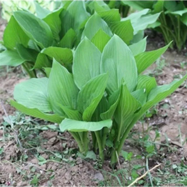 室内室外耐阴多年生观赏植物玉簪花苗盆栽绿植观叶草本一支