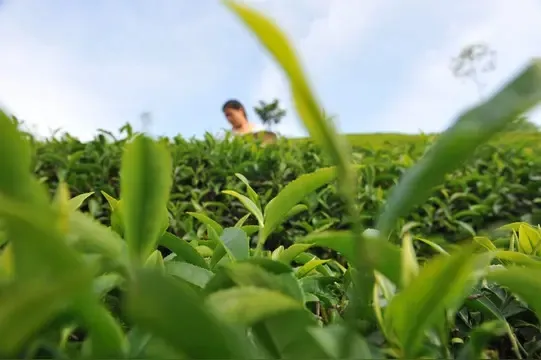 2025年春单丛茶蜜兰香