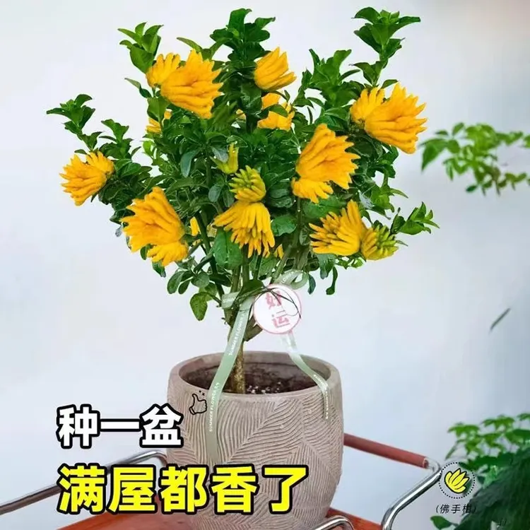 金佛手树苗盆栽地栽四季常青当年结果千佛手瓜阳台庭院种植果树苗