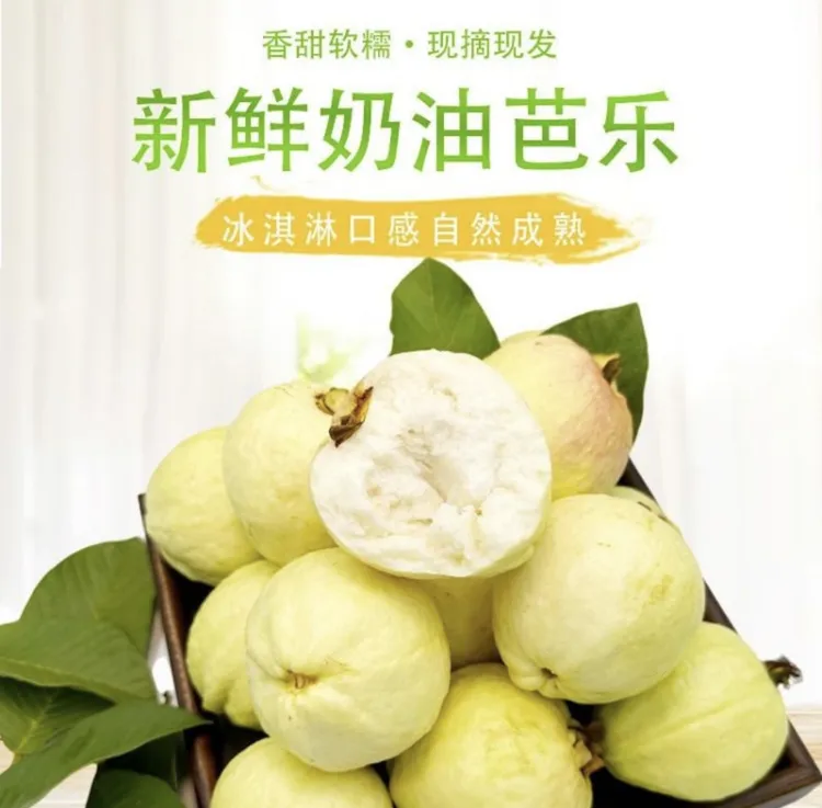 广西新鲜现摘巨型白心奶油芭乐番石榴软糯无动力香甜多汁水果