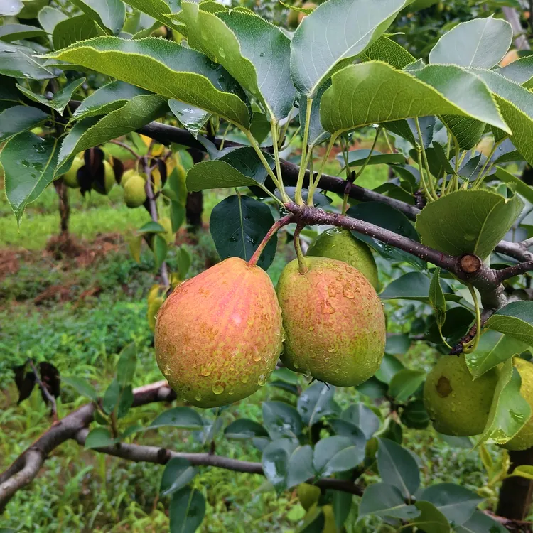 香梨清甜脆爽香梨大连山地香梨