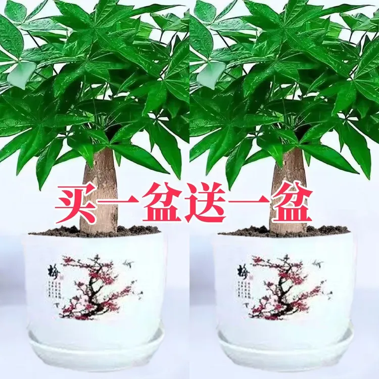 发财树盆栽花卉植物办公室内客厅光照小盆景四季常青易活水培好养