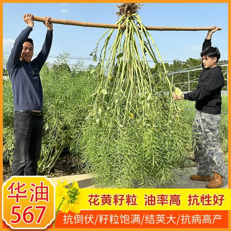 【顺丰快递】华油567油菜抗病抗倒高产油菜种子高油铁杆黄花籽粒商品图