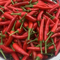 【小哥助农】本地老品种小米椒 2斤