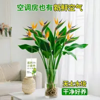 黄色【天堂鸟】花期长水培净化空气花卉办公室内驱蚊好养护耐寒客厅