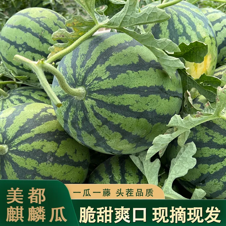 【申通包邮】头茬云南美都麒麟西瓜 脆甜爽口 每天现摘现发新鲜好吃