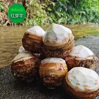 现挖芋头新鲜红芽牛奶芋芋母应季蔬菜芋头粉糯香脆芋头大果香脆鲜