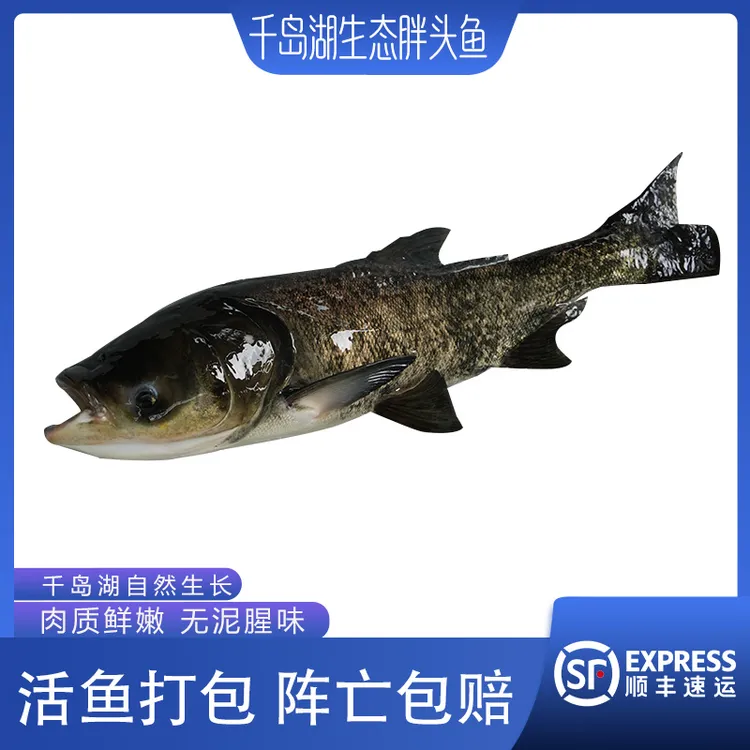 【千岛湖胖头鱼大头鱼】活鱼正宗千岛湖胖头鱼鳙鱼花鲢打包顺丰发货