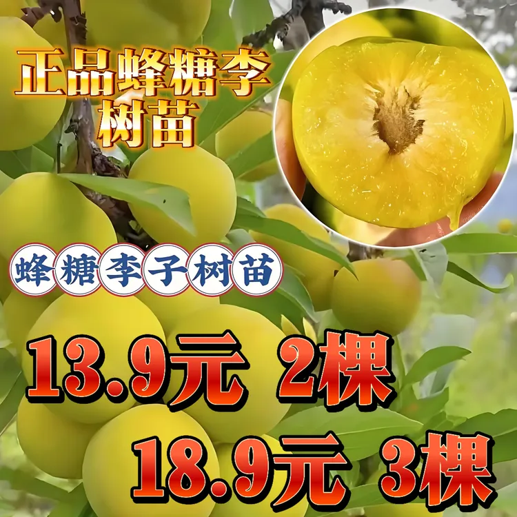 【超值装】正宗蜂糖李毛毛树苗南北方种植耐高温耐严寒适合新手果树商品图