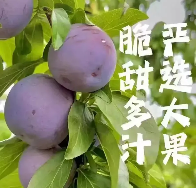 正宗天水秦安老玉皇
