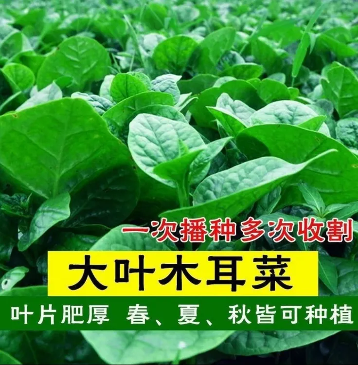 【大叶木耳菜种子】大叶木耳菜蔬菜种子四季种植阳台盆栽