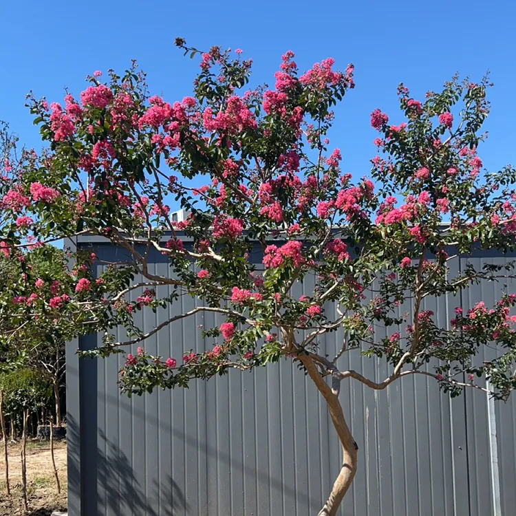 一物一拍紫薇老桩庭院景观树