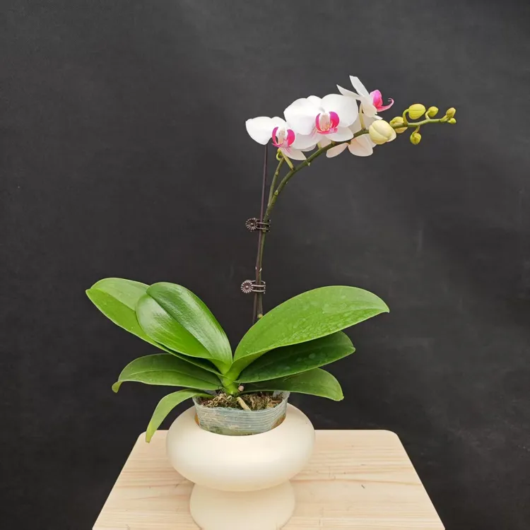 森境【画眉】蝴蝶兰