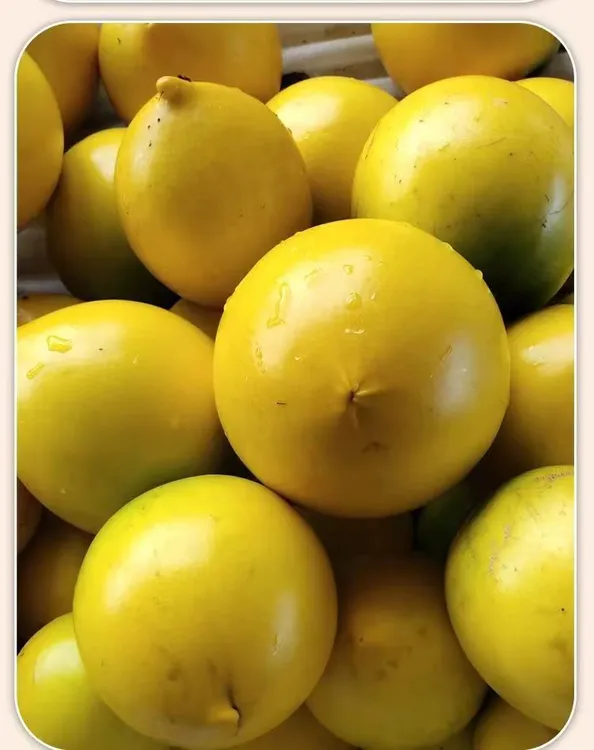 黄晶果新鲜正宗冬蜜鲜果四季黄晶果稀有特产黄晶果