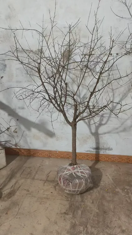 至臻皇冠至臻皇冠带土球 