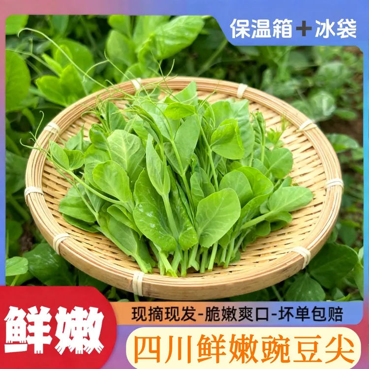 四川农家新鲜豌豆尖现采现发保鲜发货