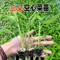 大叶空心菜菜苗三叉带土球发货四季种植阳台庭院盆栽通心菜苗秧苗