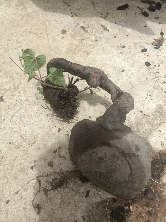 野生何首乌(四大仙草之一)