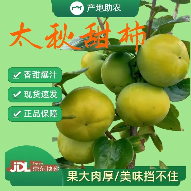 正宗太秋甜柿纯天然水果自吃特惠脆爽多汁现摘现发自产自销助农