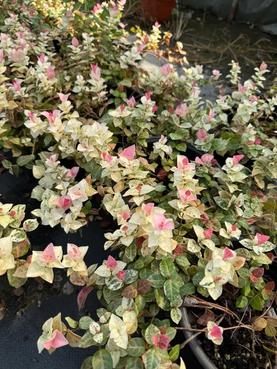 花叶络石多年生植物室外庭院种植叶子颜色多变好养花卉