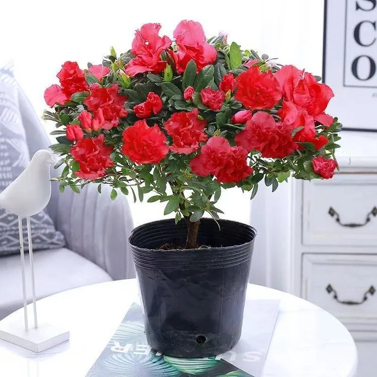 老桩杜鹃花盆栽花卉植物室内花带苞大颗老桩四季开花植物好养易活